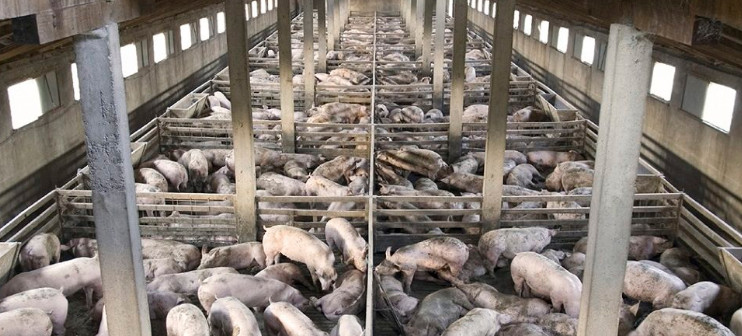 What’s a CAFO? Is It Worth the Price?