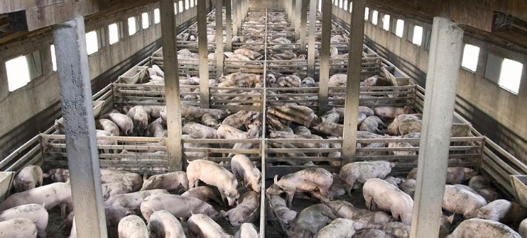What’s a CAFO? Is It Worth the Price? What’s a CAFO? Is It Worth the Price?