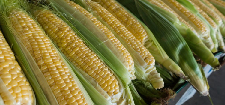 The History of Corn (Complete Story) The History of Corn (Complete Story)