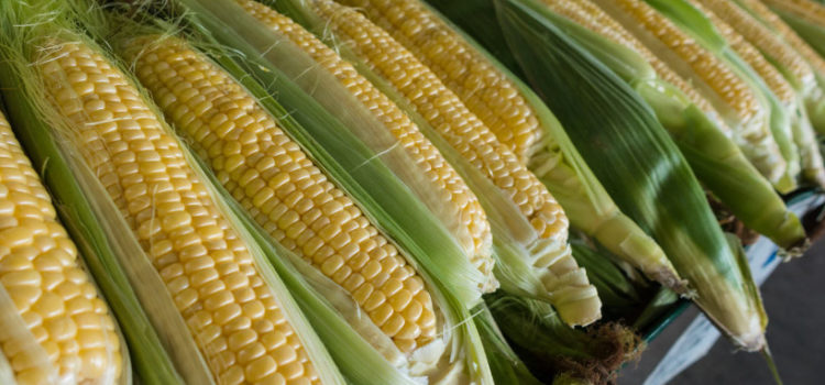 The History of Corn (Complete Story)