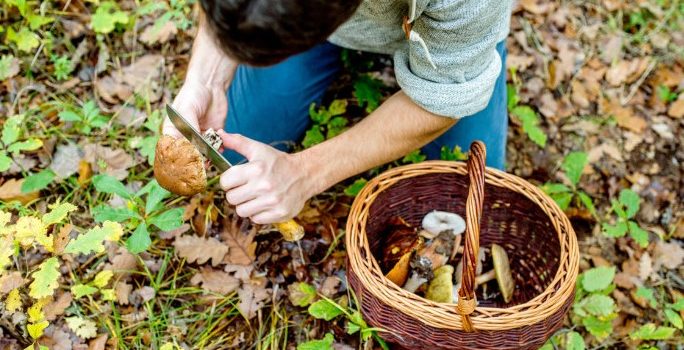 Foraging for Food: What It Is & How It’s Done