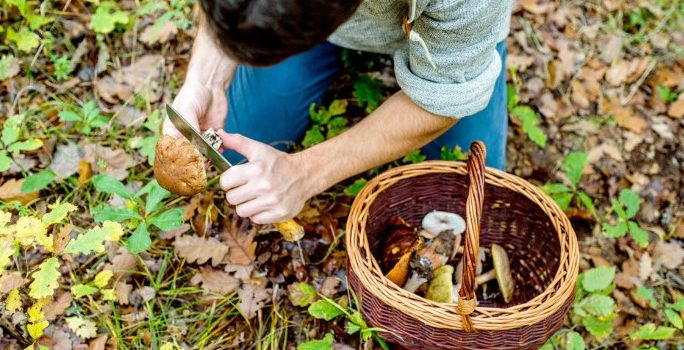 Foraging for Food: What It Is & How It’s Done Foraging for Food: What It Is & How It’s Done