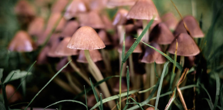 How Does a Fungus Reproduce? Attraction, Sex, & Spores How Does a Fungus Reproduce? Attraction, Sex, & Spores