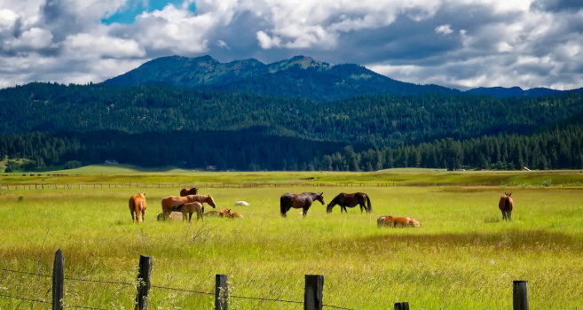 Good and Bad Pasture Management (Examples) Good and Bad Pasture Management (Examples)