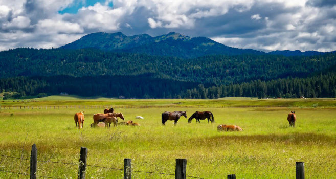 Good and Bad Pasture Management (Examples)