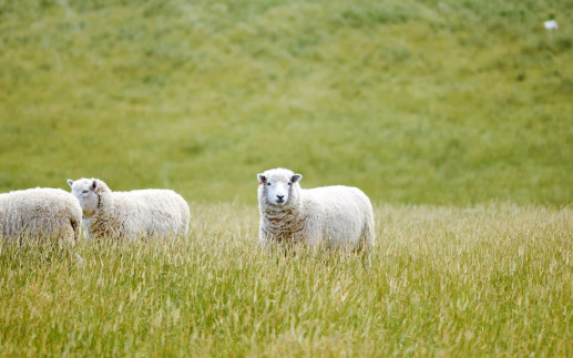 Rotational Grazing: Why It’s So Good Rotational Grazing: Why It’s So Good