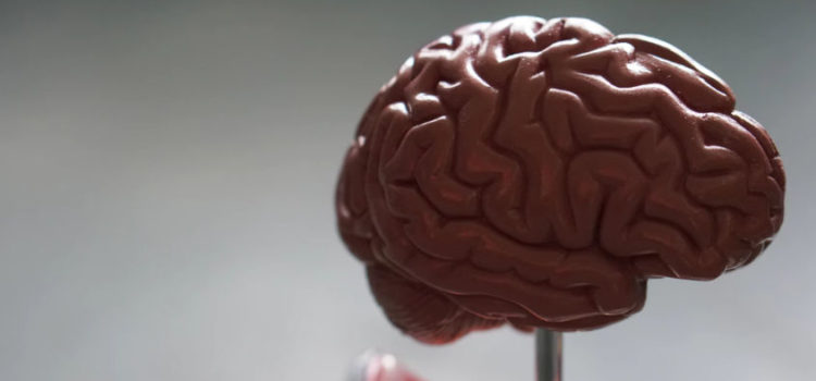 The Limbic System of the Brain & Navigating Trauma The Limbic System of the Brain & Navigating Trauma
