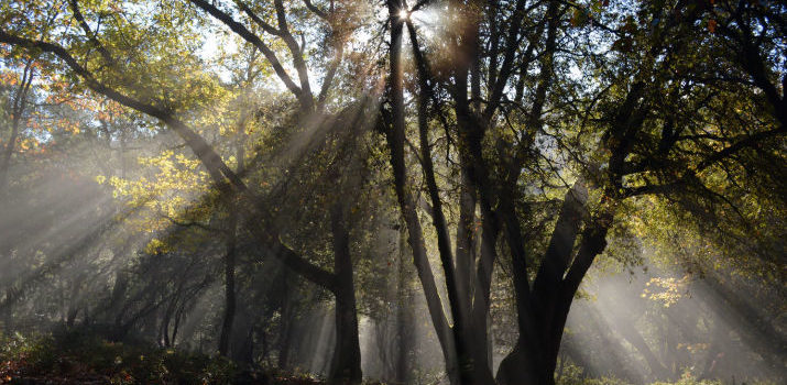 Eckhart Tolle: Enlightenment Can Be Achieved Eckhart Tolle: Enlightenment Can Be Achieved