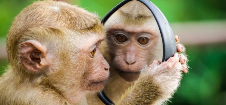 Your Inner Chimp (and How to Manage It) Your Inner Chimp (and How to Manage It)