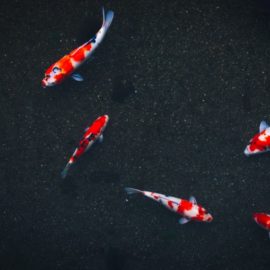 Choosing a School? Beware the Big-Fish-Little-Pond Effect