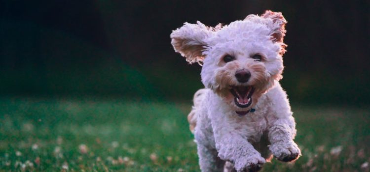 Trevor Noah’s Dog Fufi, and Why She Broke His Heart Trevor Noah’s Dog Fufi, and Why She Broke His Heart