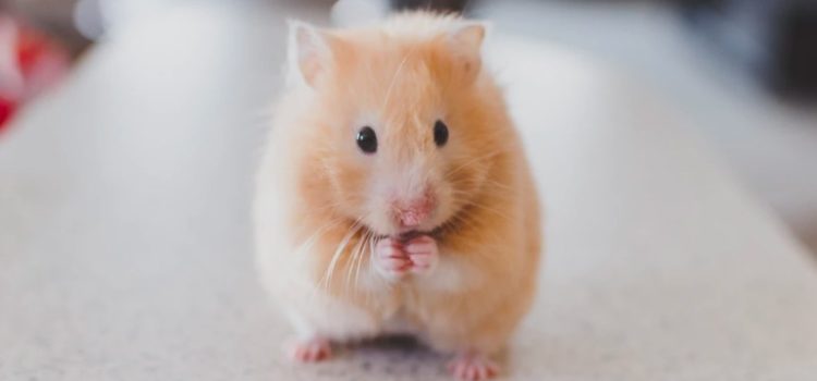 Tests on Mice: Why Health Researchers Use Rodents