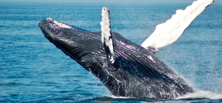 The Belly of the Whale: Hero’s Journey, Stage 5 (Explained) The Belly of the Whale: Hero’s Journey, Stage 5 (Explained)
