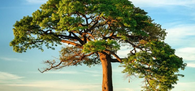 Animism’s Origin: How Our Ancestors Respected Nature Animism’s Origin: How Our Ancestors Respected Nature