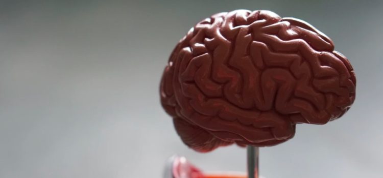 Cognitive Revolution (Sapiens): How Gossip Changed Our Brains Cognitive Revolution (Sapiens): How Gossip Changed Our Brains