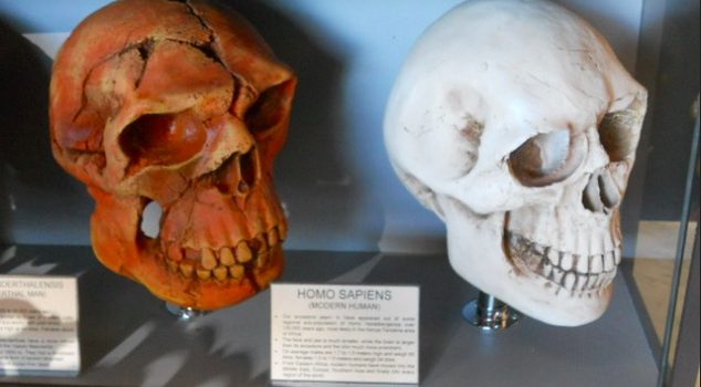Early Homo Sapiens: The Most Skilled Humans in History