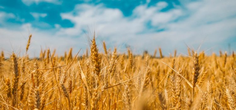 Wheat’s History: How It Became the Most Successful Species