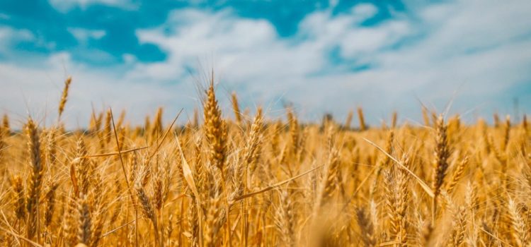 Wheat’s History: How It Became the Most Successful Species Wheat’s History: How It Became the Most Successful Species
