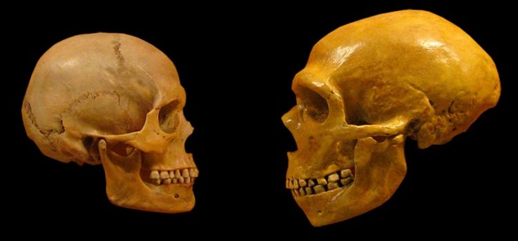 Neanderthal DNA in Modern Humans: How It Got There