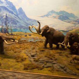Pleistocene Extinction: When Humans Became Serial Killers