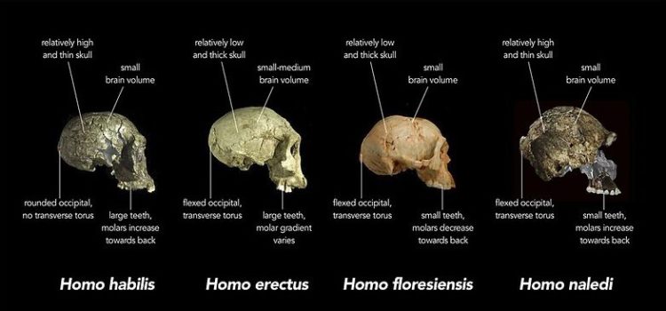 8 Types of Human Species: We Aren’t So Special 8 Types of Human Species: We Aren’t So Special