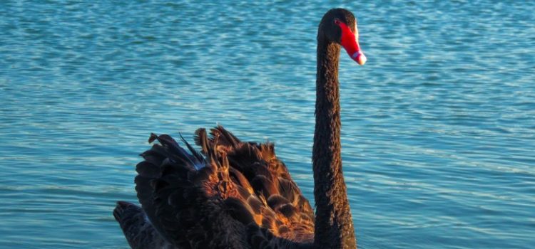 What Is a “Black Swan” Event? The Ultimate Guide