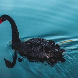 Black Swan Fallacy: Why You See What You Want to See