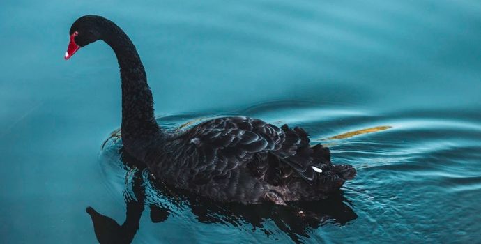 Black Swan Fallacy: Why You See What You Want to See Black Swan Fallacy: Why You See What You Want to See