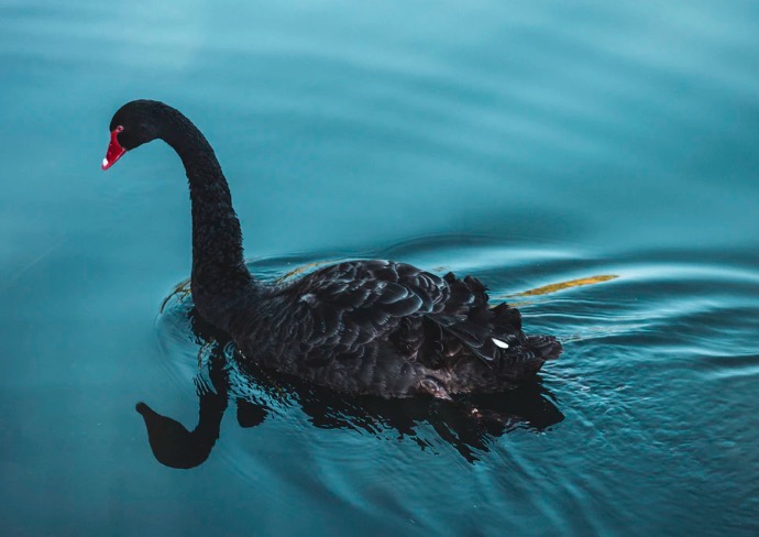 Black Swan Fallacy: Why You What You Want to See | Shortform Books