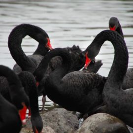 Black Swan Theory: The Complete Guide to Critical Events