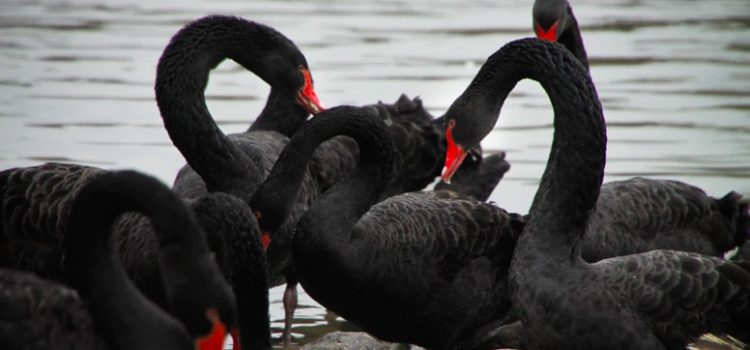 Black Swan Theory: The Complete Guide to Critical Events Black Swan Theory: The Complete Guide to Critical Events