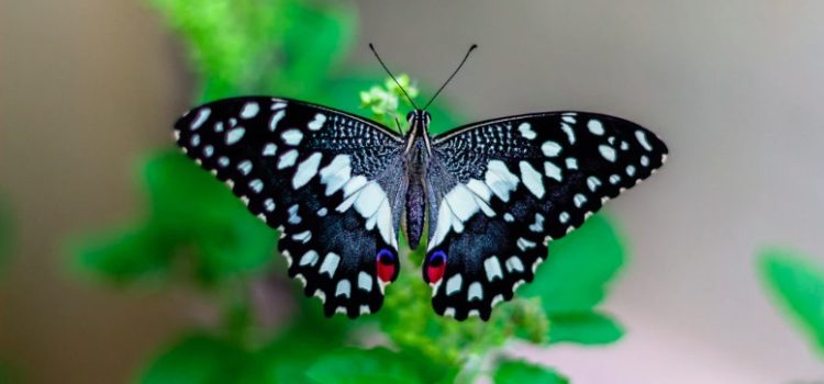 The Butterfly Effect Theory: Small Changes, Big Effects