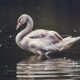 Grey Swans Explained: Why Prepare for Unlikely Events?