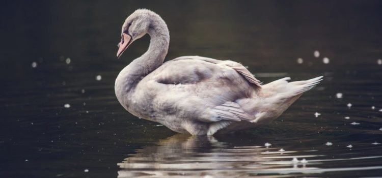 Grey Swans Explained: Why Prepare for Unlikely Events?
