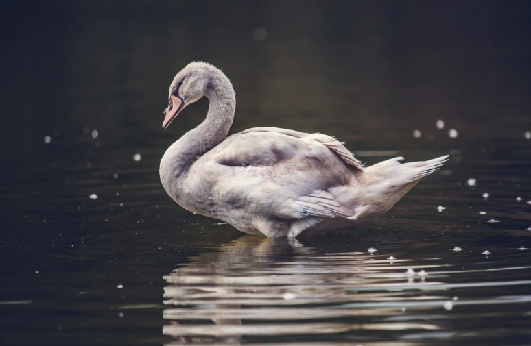 Grey Swans Explained Why Prepare for Unlikely Events? Shortform Books