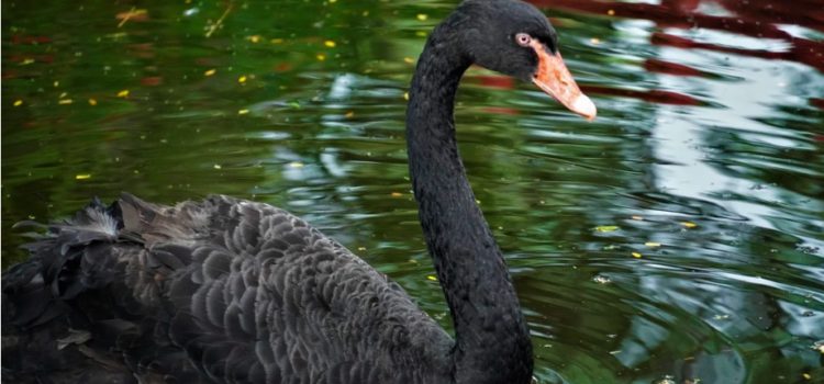 Origins of Nassim Nicholas Taleb’s Black Swan Obsession