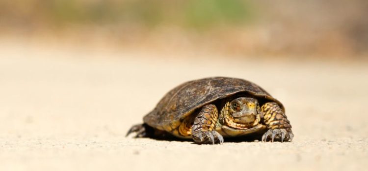 Crawl-Walk-Run Approach to Tech: In Business, Slow Is Better Crawl-Walk-Run Approach to Tech: In Business, Slow Is Better