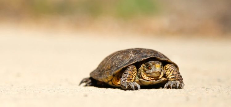 Crawl-Walk-Run Approach to Tech: In Business, Slow Is Better