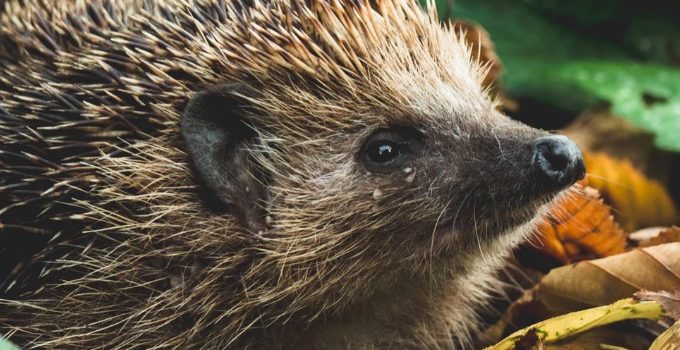 Hedgehog Concept: Complete Guide—What It Is, How to Use It Hedgehog Concept: Complete Guide—What It Is, How to Use It