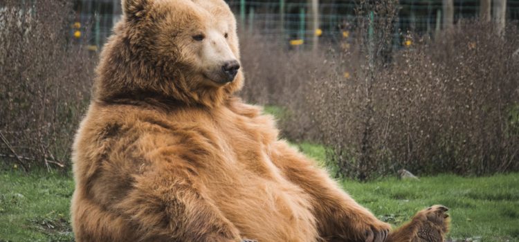Goldilocks Rule: Achieve Peak Motivation Goldilocks Rule: Achieve Peak Motivation