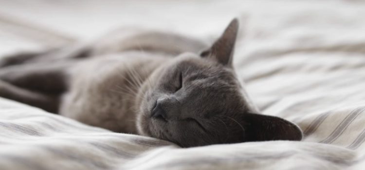 9 Interesting Facts About Sleep to Keep You Awake 9 Interesting Facts About Sleep to Keep You Awake