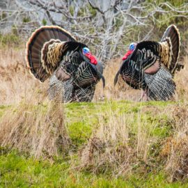 Fixed Action Patterns: Why You’re as Predictable as a Turkey