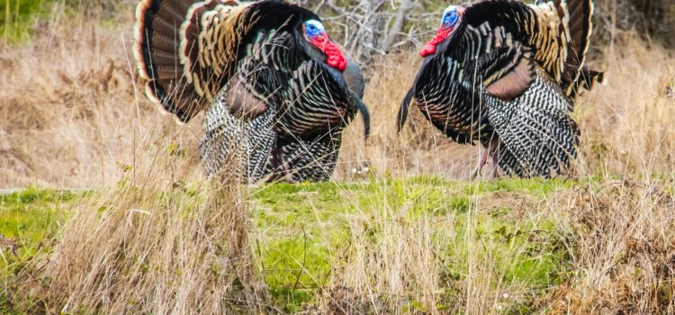 Fixed Action Patterns: Why You’re as Predictable as a Turkey
