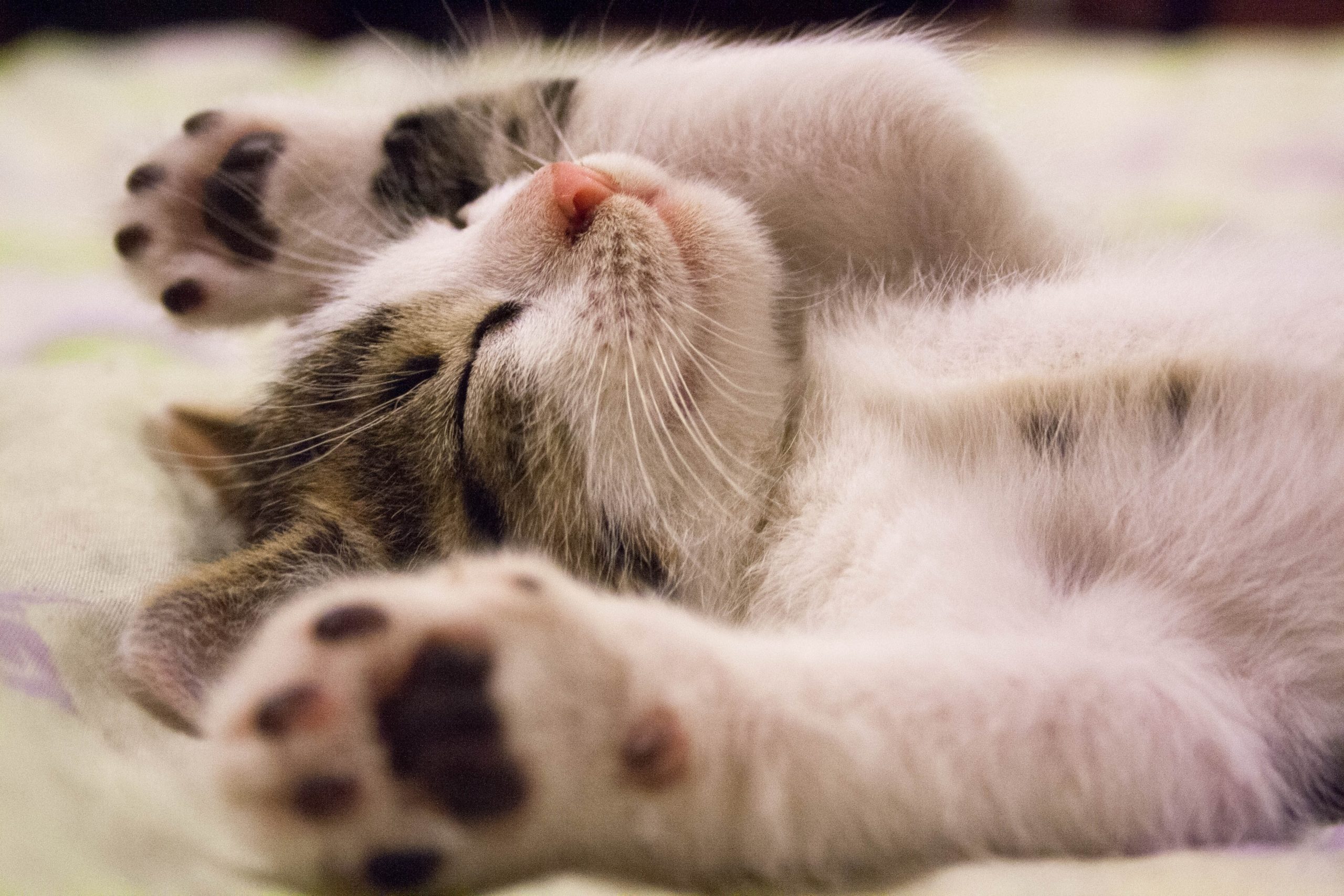 Sleep and Memory: The Surprising Connection | Shortform Books
