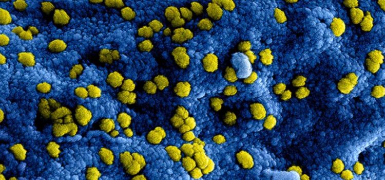 HeLa Cells, HPV, and the Future of Human Evolution HeLa Cells, HPV, and the Future of Human Evolution