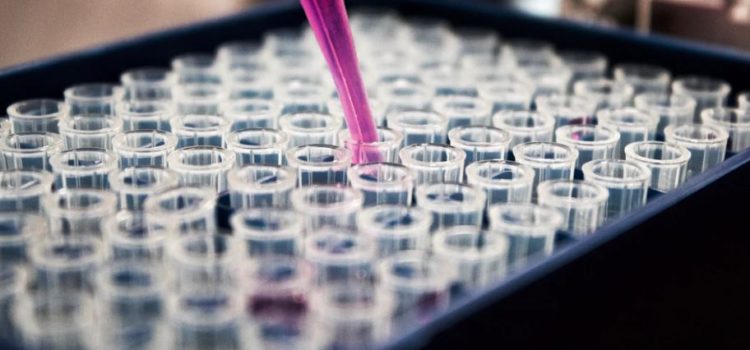 10 Uses of HeLa Cells, Including Creepy Human-Mice Hybrids 10 Uses of HeLa Cells, Including Creepy Human-Mice Hybrids
