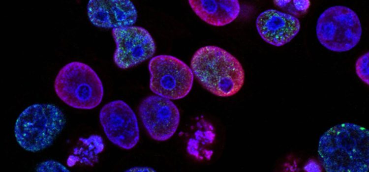 the immortal life of henrietta lacks chapter 7 summary