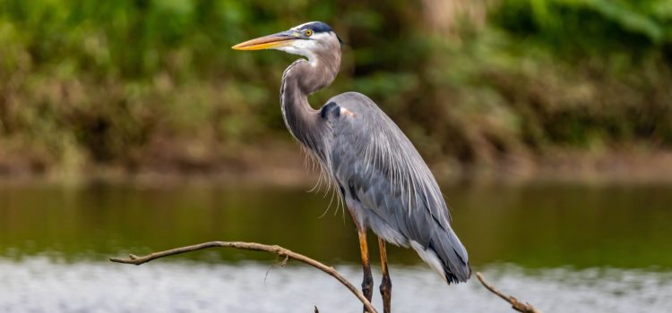 Amanda Hamilton: Poet in Where the Crawdads Sing