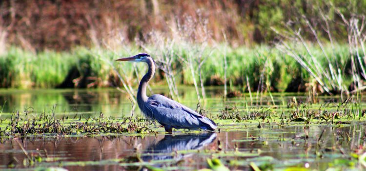 Blue Heron Symbolism in Where the Crawdads Sing