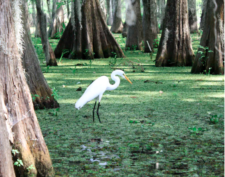 Catherine Danielle Clark Kya's Real Identity Revealed Shortform Books